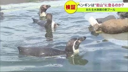 ペンギンは岩山を登るのか！？ニュース取材班とペンギンたちが水族館で”根比べ”【北海道発】