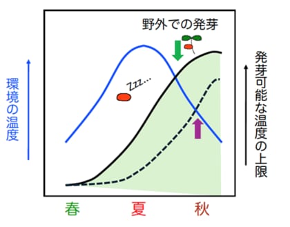 種子が発芽する温度範囲を決める仕組みを解明 ~気候変動に対応した種子発芽制御技術への応用に期待~
