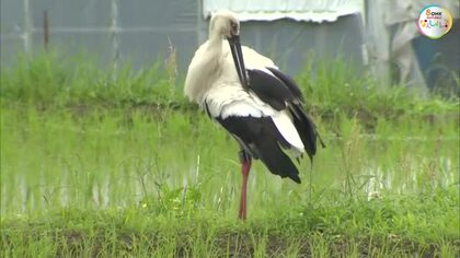 「今年も元気に来てくれた」国の特別天然記念物・コウノトリ３羽が美咲町の田んぼに飛来【岡山】
