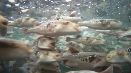 知人からもらった「ふぐ」のキモを調理して食中毒　「テトロドトキシン」中毒で40代男性が救急搬送　入院も命に別条なし