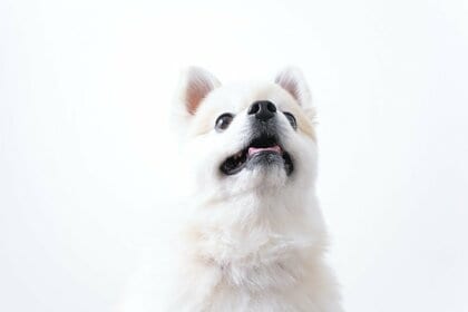 愛犬の分離不安症｜飼い主の28.50％が「疑い・診断経験あり」、分離不安を感じた症状は「吠え・遠吠え」が最多【コノコトトモニ】