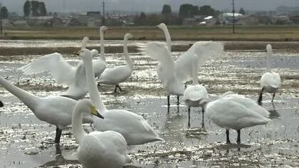 富山市、高岡市伏木ともに最高気温は4度予想　前日から12度急降下か、ハクチョウが越冬の姿