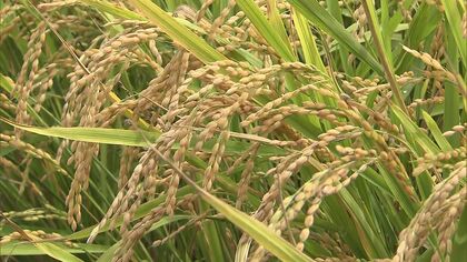 北海道で新米の収穫始まる 道の駅ではブランド米「えみまる」4000円「ゆめぴりか」4500円で販売＿記録的な猛暑や備蓄米の販売延長はどう影響する？ 専門家は「価格は上昇傾向になる可能性」