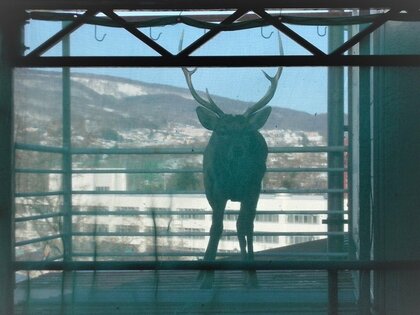 「角のある大きなシカがベランダに入ってきた」犬の鳴き声やドンという物音で住人気付く…ジャンプしたか？ 2階ベランダに巨大なエゾシカが迷い込み2時間ほど居座る 北海道小樽市