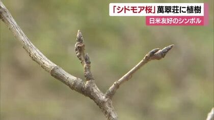 「世界平和、友好親善を願って」日米友好のシンボル「シドモア桜」松山市の萬翠荘に植樹【愛媛】