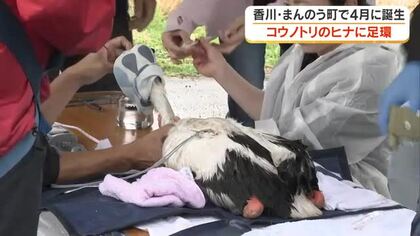 体長も８０～９０センチほどに順調に成長中…まんのう町で誕生「コウノトリ」３羽に足環を取り付け【香川】