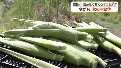 鹿児島・霧島市の棚田で「マコモダケ」が旬　生でも食べられ“アスパラ食感” 【シリーズ・秋の味覚#3】