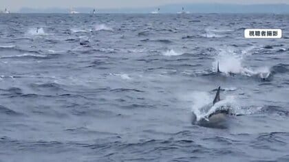 【異変】東京湾に約100頭のイルカ出没　海水温上昇で…影響は江戸前寿司にも？