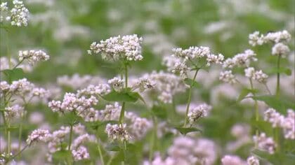 真庭市の蒜山高原で”秋の訪れ”を告げるソバの花が見頃　白い花が揺れ始め…少しずつ実りの秋へ【岡山】