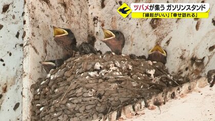 500羽のヒナが巣立ったガソリンスタンド 「幸せが訪れる」ツバメが集う場に感謝状【鹿児島発】