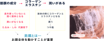 美意識が高い女性1 114人の美容法を調査 シミ たるみ シワが改善される年最新の美容法 顔ジム とは