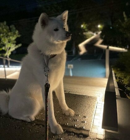走ってくれ」ドッグランで爆睡する秋田犬の“大物っぷり”がすごい…友達