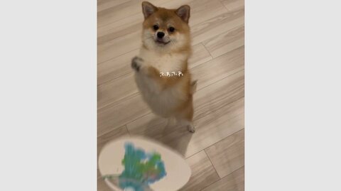 「まねっこ～」飼い主が“うちわ”であおぐと愛犬も“手”をフリフリ…まねをするのが好き？可愛らしい日常を聞いた