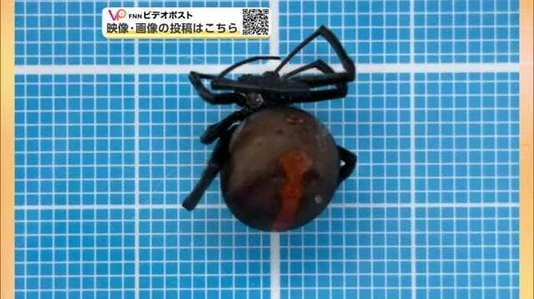 ☆ヒメムカゴシダ大株 もうムカゴ出るほどの親株 セアカゴケグモ、県内で5例目の確認 大館市の公衆電話ボックス内で発見