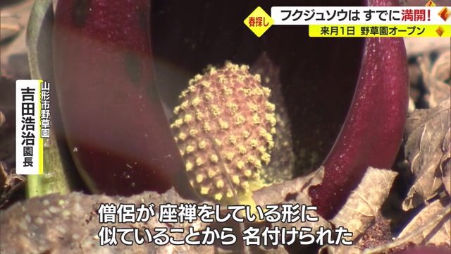 ザゼンソウ