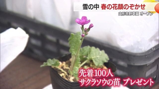 オープン記念で先着100人にサクラソウの苗をプレゼント