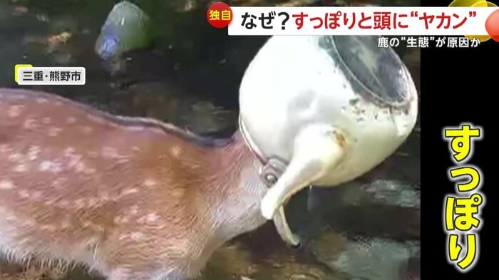 やかんをすっぽりかぶる鹿(映像提供:川魚漁師ときどき海)