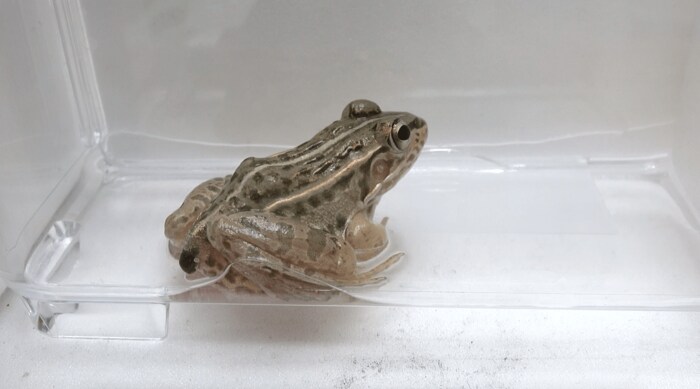 提供:杉浦真治准教授 排出中のトノサマガエル(総排出腔からマメガムシが脱出中)