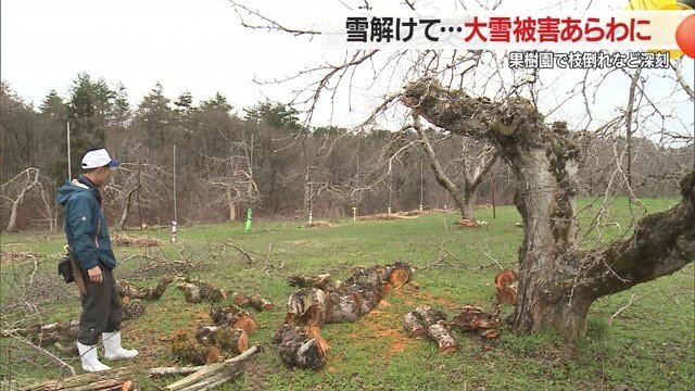 春迎え、大雪による被害があらわになった畑を見つめる果樹農家