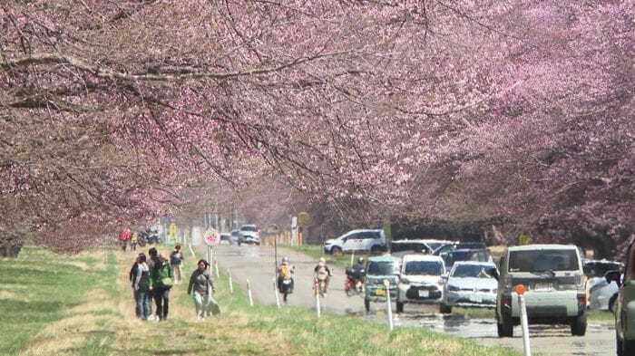 新ひだか町の「二十間道路桜並木」（4月23日の様子）