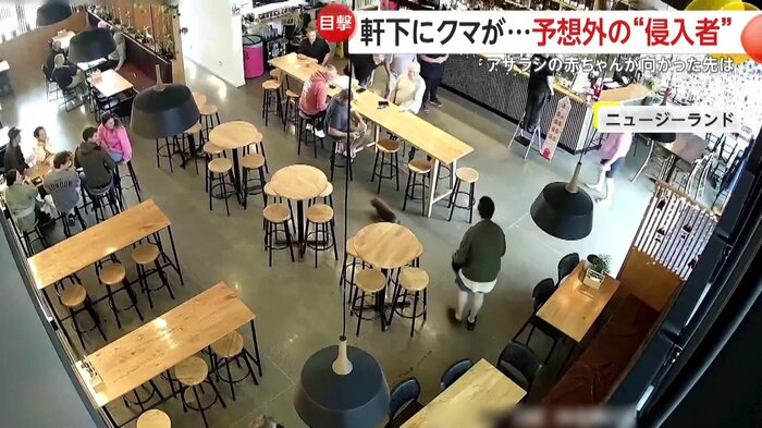 店内を駆け回るアザラシの赤ちゃん（Sprig + Fern The Meadows）