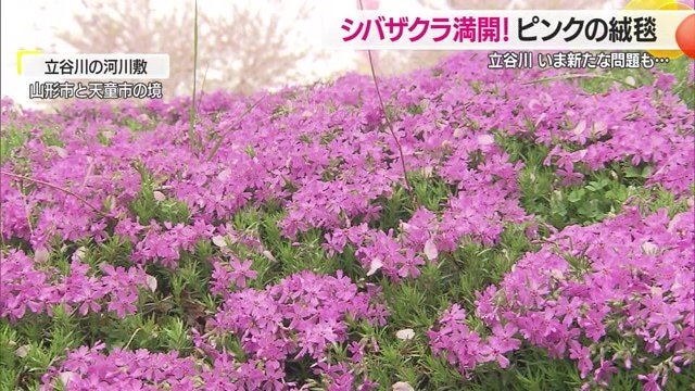 シバザクラが河川敷に咲き始めると辺りを華やかにする