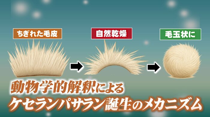 猛禽類とケセランパサランの関係