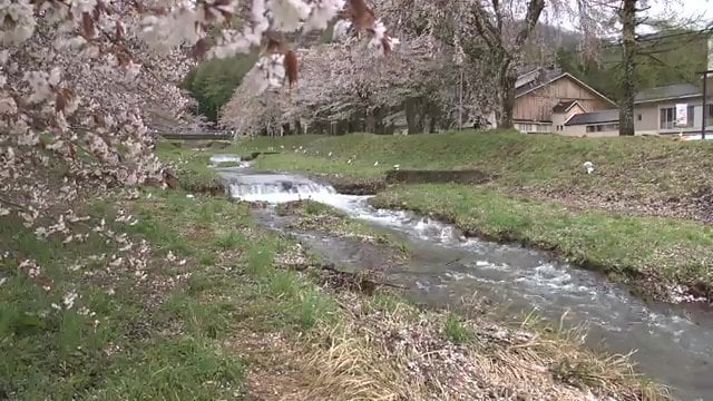 桜の名所・福島県猪苗代町の観音寺川(2025年4月30日撮影)
