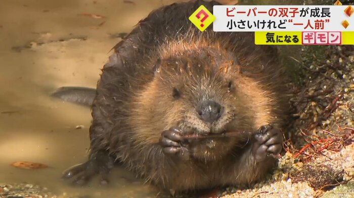 木の枝をかじるアメリカビーバーの赤ちゃん