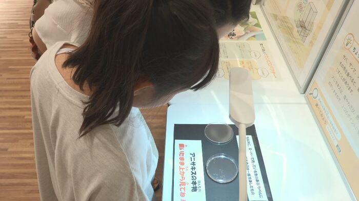 アニサキスの展示