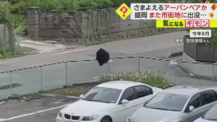 柵をいとも簡単のよじ登るクマ