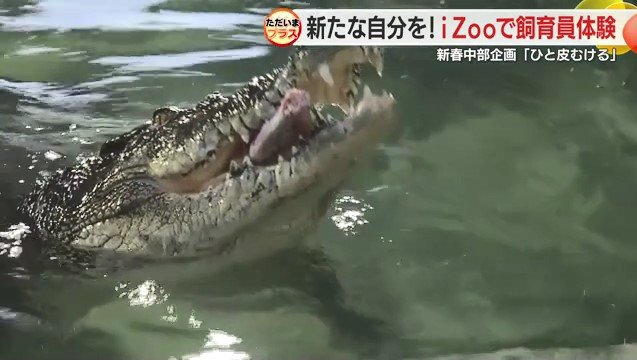 シカ肉を食べるワニ