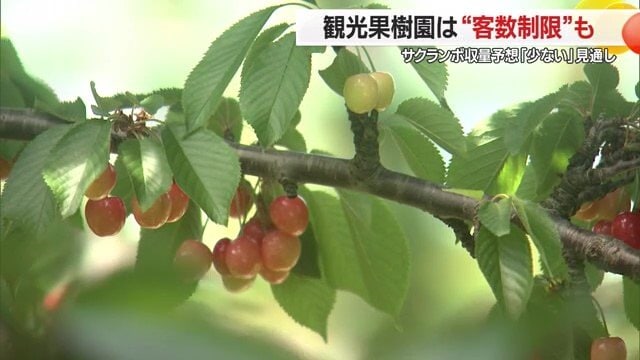 2024年に続き今年のサクランボからも目が離せない