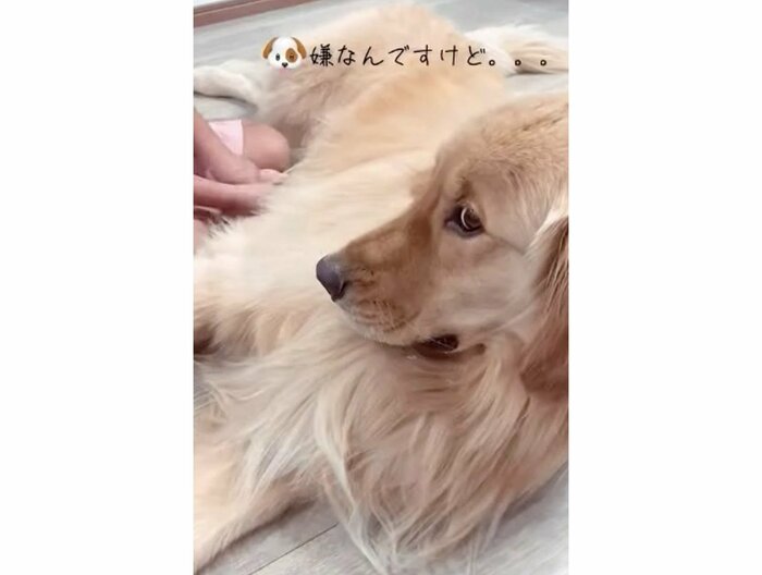 提供:西村 まひろさん