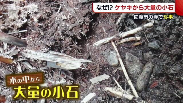 佐渡市の寺で珍事 なぜ!?ケヤキから大量の小石 昔の“風習”が原因か【新潟】