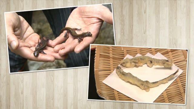 山の珍味「サンショウウオ」 滋養強壮や疲労回復などの効果あり!?〈福島県桧枝岐村〉