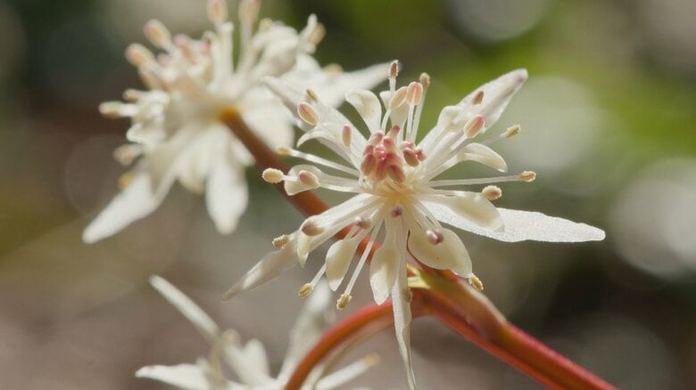 花しょうぶで有名な富山・頼成の森に隠れた春の主役　星を散りばめたような小さな花園が出現　1センチにも満たない「森の妖精」が早春を彩る｜FNNプライムオンライン