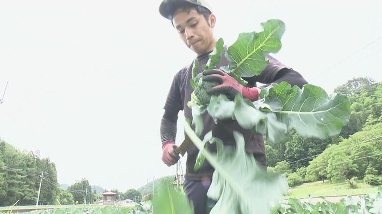 ブロッコリーが52年ぶり指定野菜に 資材高騰などで生産拡大に課題 岩手・宮古地区の農家が語る期待と不安|FNNプライムオンライン