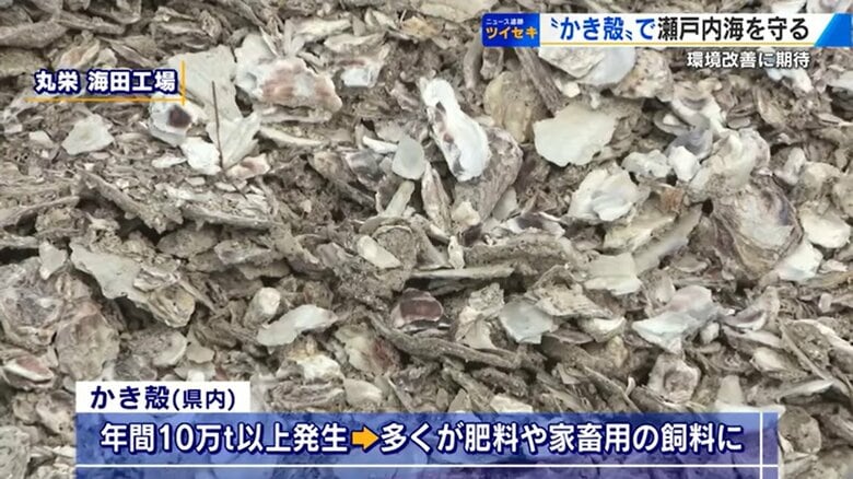 「かき殻」が瀬戸内海の環境を守る救世主に 干潟にまくと有害物質を浄化 生き物が育ちやすい「豊かな海」に【広島発】｜FNNプライムオンライン