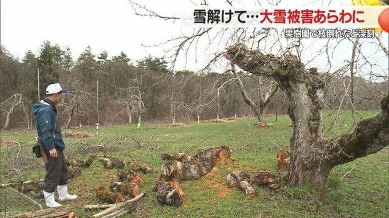 「苗木植え5年でようやく実る」雪解けて果樹の枝折れなど深刻さあらわに…豪雪被害に支援求める切実な声【山形発】｜FNNプライムオンライン