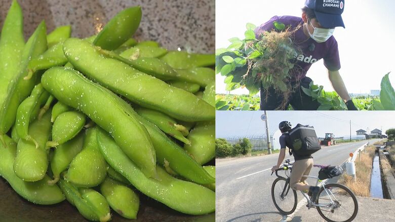 新潟県民の大好物「枝豆」　朝採りを自転車で飲食店へ届ける…ピンチの農家を救うエコな流通の仕組み｜FNNプライムオンライン