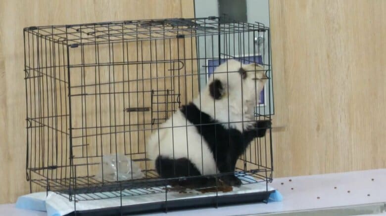 犬の毛は染めても大丈夫？それとも虐待！？　中国で“パンダ犬”が大人気　結膜炎や皮膚炎など健康への影響を獣医師が解説｜FNNプライムオンライン