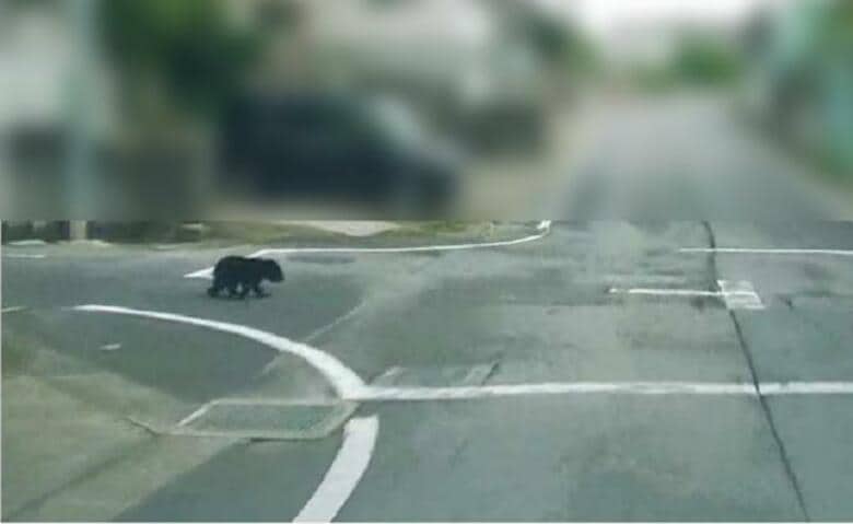 11日には襲われた人が眼球破裂の重傷…豊田市の住宅街でツキノワグマの目撃情報 市が夜間の不要な外出控えるよう呼びかけ｜FNNプライムオンライン
