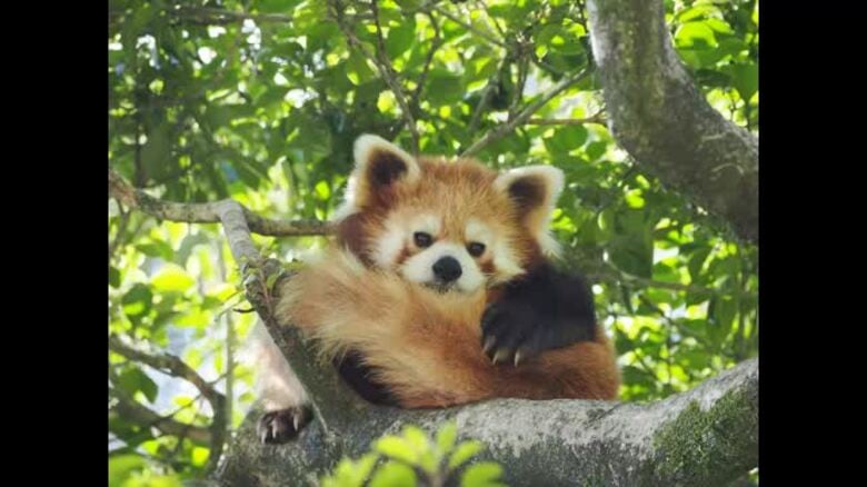 鹿児島市・平川動物公園の人気者　レッサーパンダのスバル天国へ　１５歳２カ月｜FNNプライムオンライン