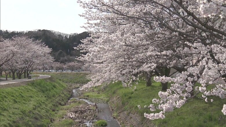 矢田川沿いに整備された新名所 いわき市・鹿島の千本桜《ふくしま桜紀行2025》｜FNNプライムオンライン