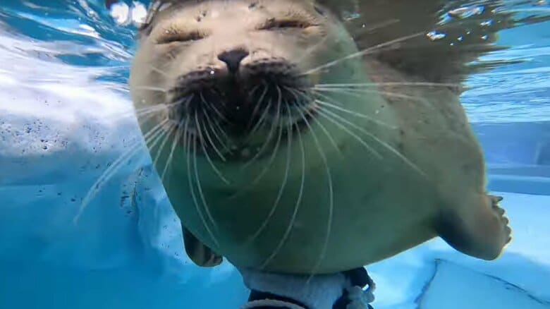 飼育員目線のミゾレくん（海遊館公式YouTubeチャンネルより）