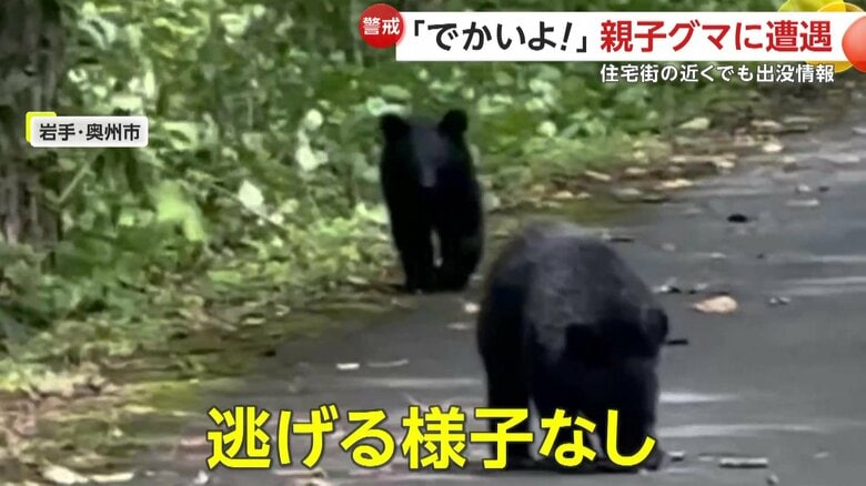 クラクションに驚いたのか、一瞬立ち止まるものの逃げる様子がない子グマ