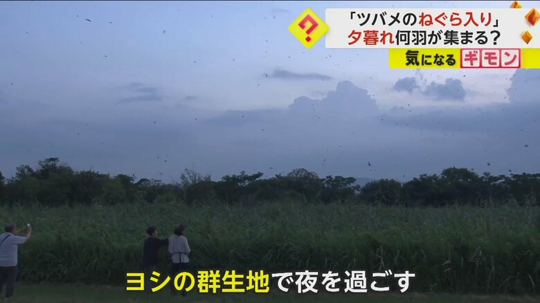 背の高いヨシの間に、ツバメが羽を休めに来る