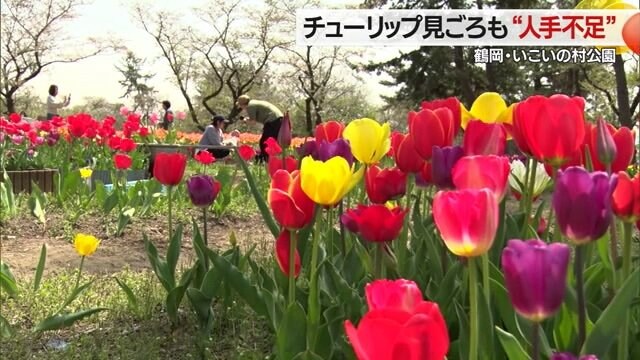見ごろは5月3日ごろまで