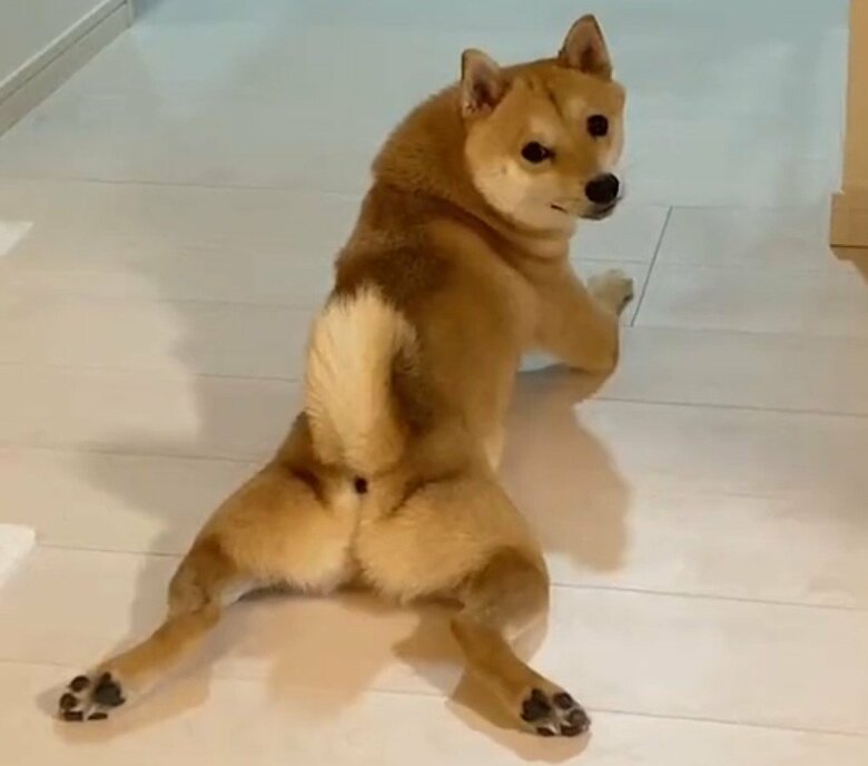 名前を呼ばれて振り返るまめ助くん